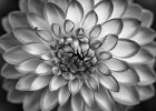 Jonathan Elliott_Dahlia.jpg